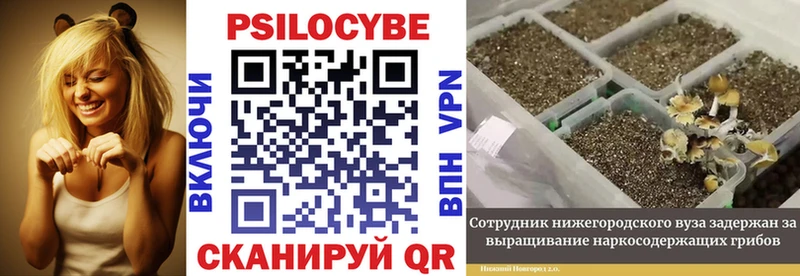 omg   Арзамас  Псилоцибиновые грибы Psilocybe 